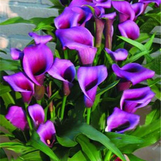 Egrow 100 PCS Calla Lily Seeds Garden Balcony Potted Perennial Flower Seeds Bonsai Ivy Flowers